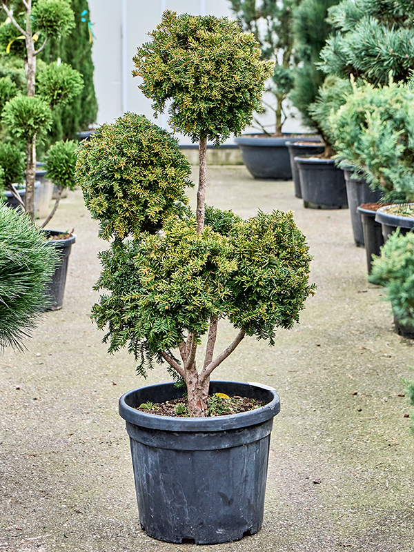 Taxus baccata 'Fastigiata Aurea' (100-140)