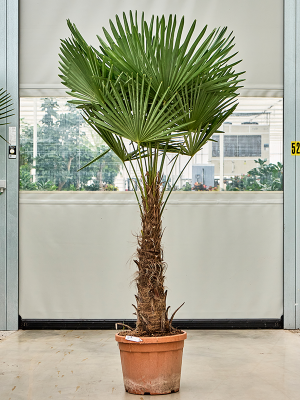 Trachycarpus fortunei (190-230)