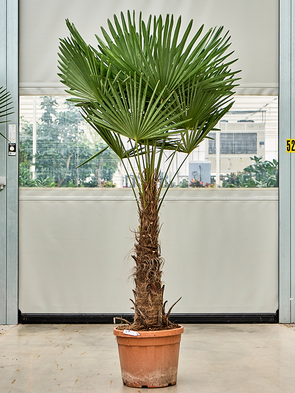 Trachycarpus fortunei (190-230)