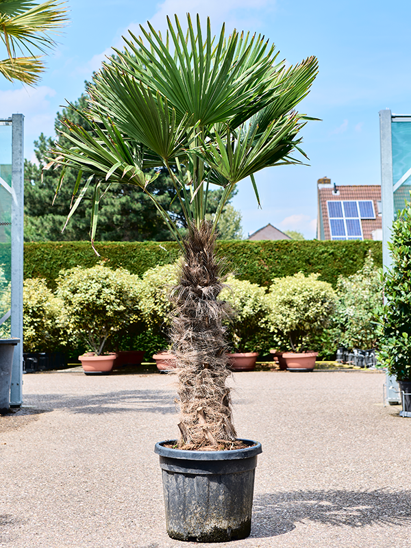 Trachycarpus fortunei (190-230)