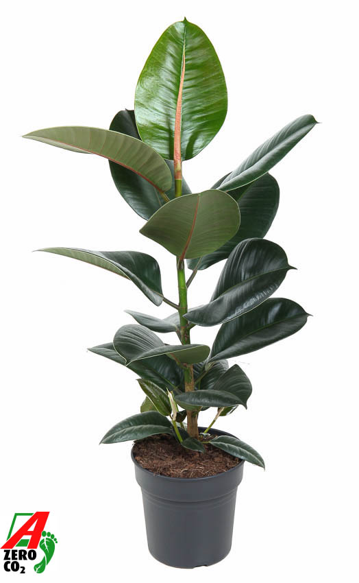 Ficus elastica 'Robusta'