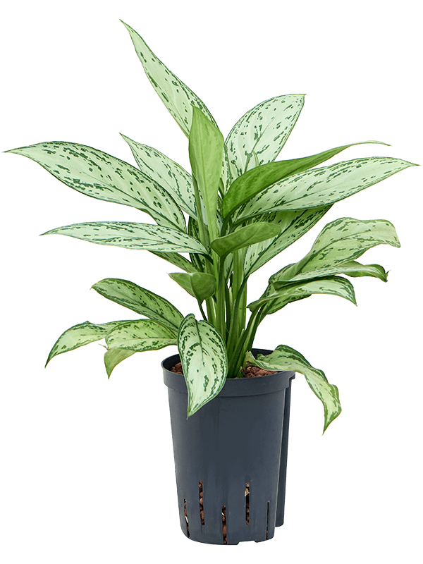Aglaonema 'Silver Queen'