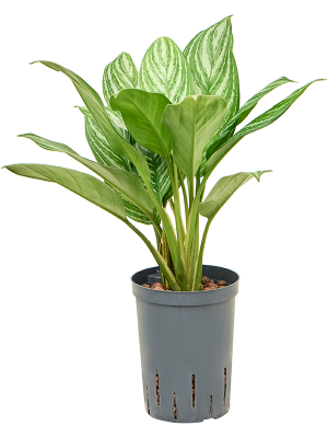 Aglaonema 'Stripes'
