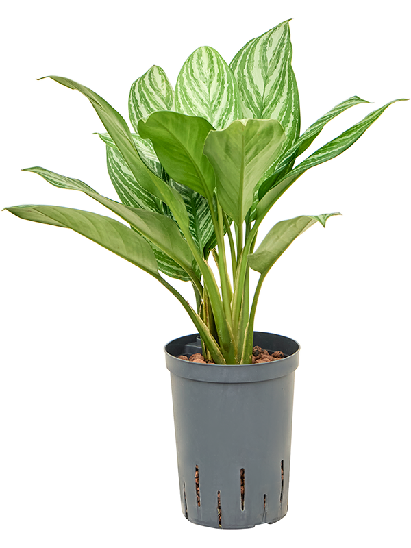 Aglaonema 'Stripes'
