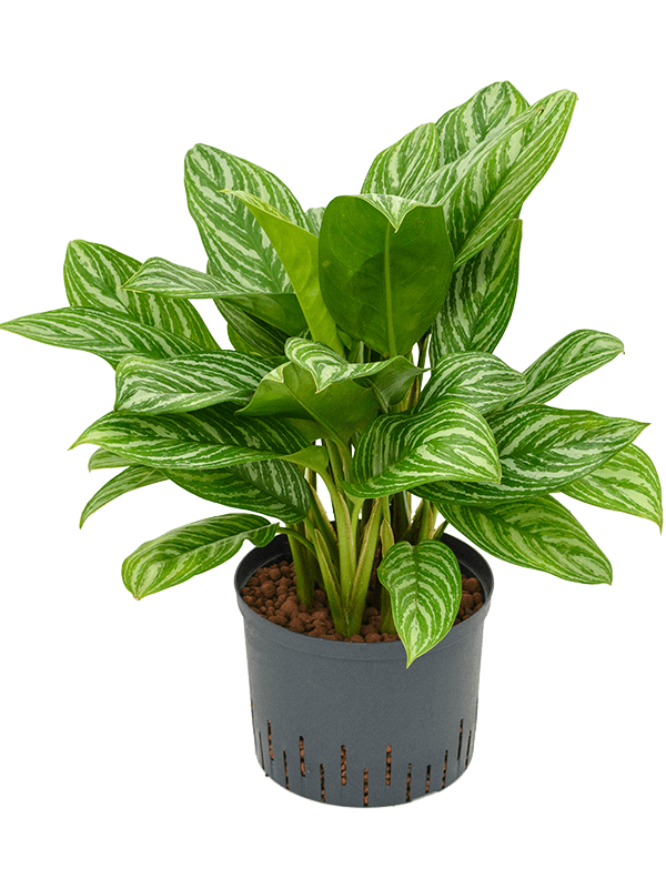 Aglaonema 'Stripes'