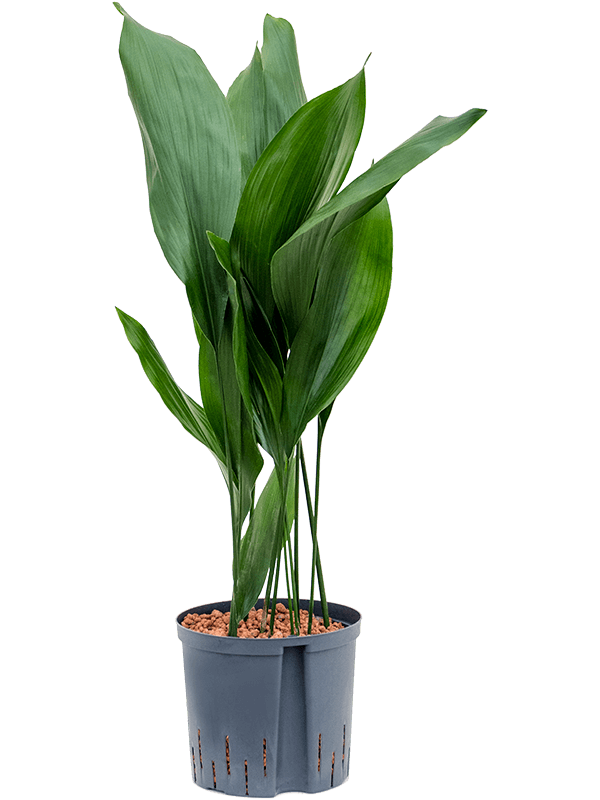 Aspidistra elatior