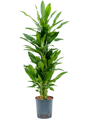Dracaena fragrans 'Burundii'