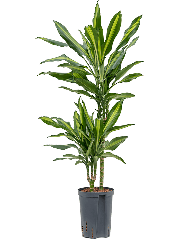 Dracaena fragrans 'Cintho'