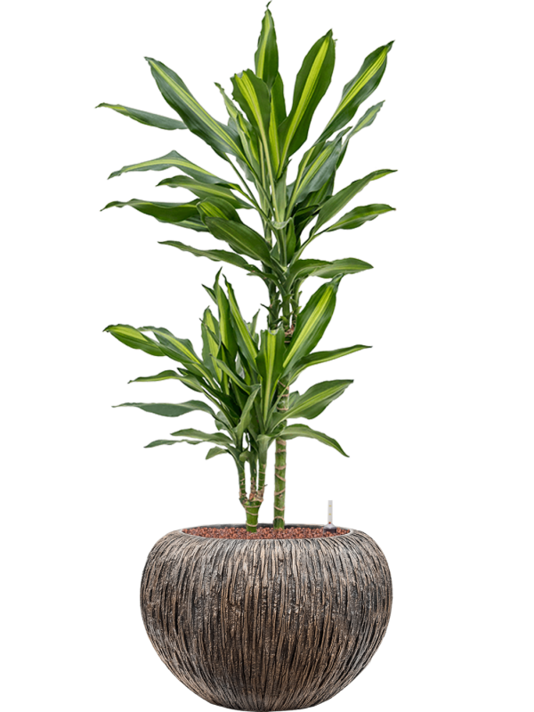 Dracaena fragrans 'Cintho'