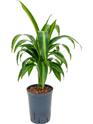 Dracaena fragrans 'Hawaiian Sunshine'