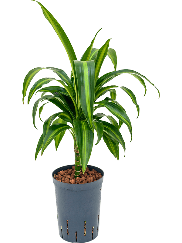 Dracaena fragrans 'Hawaiian Sunshine'