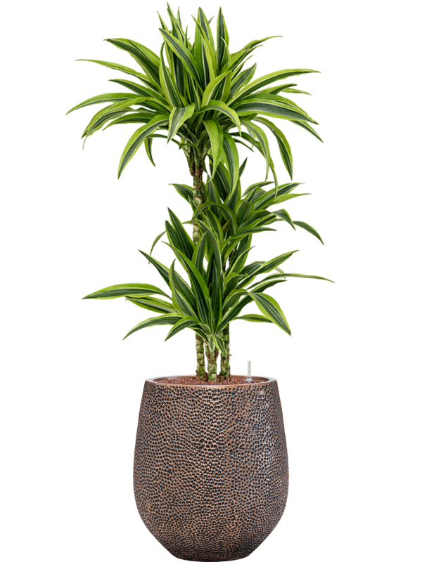 Dracaena fragrans 'Lemon Lime'
