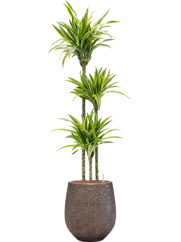 Dracaena fragrans 'Lemon Lime'