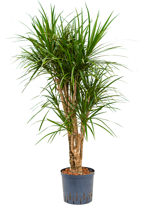 Dracaena marginata