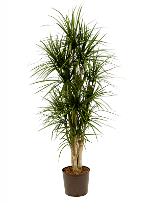 Dracaena marginata