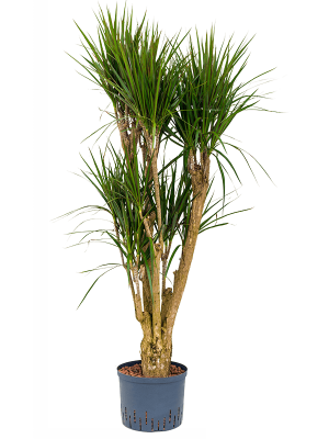 Dracaena marginata