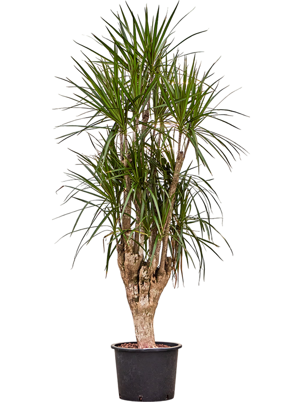 Dracaena marginata