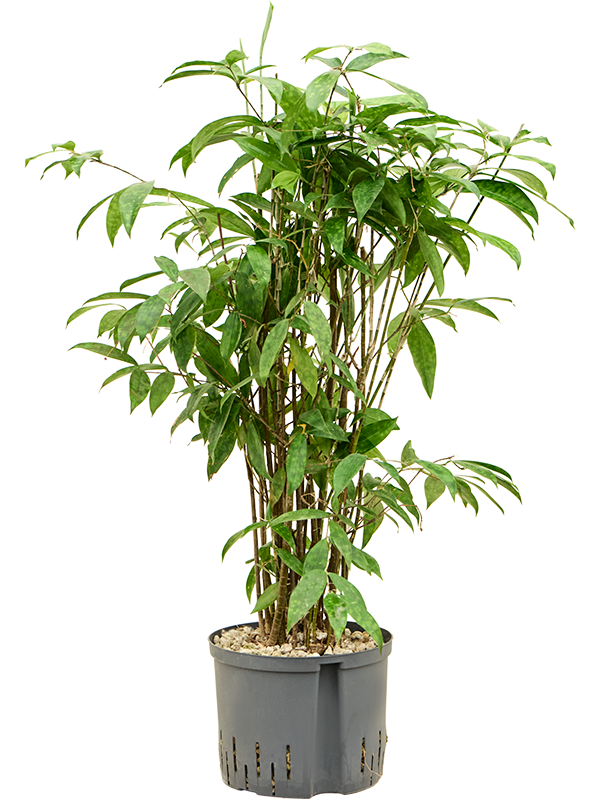 Dracaena surculosa