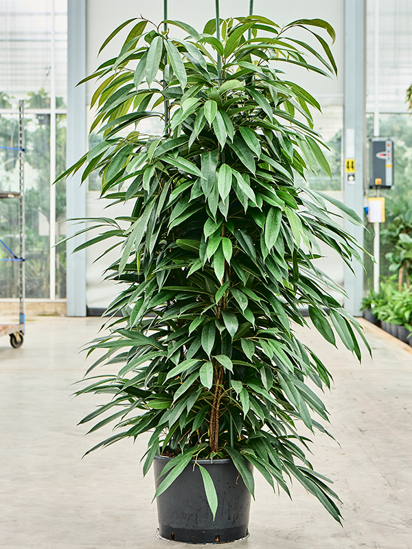 Ficus binnendijkii 'Amstel King'