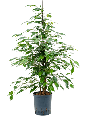 Ficus benjamina 'Danita'