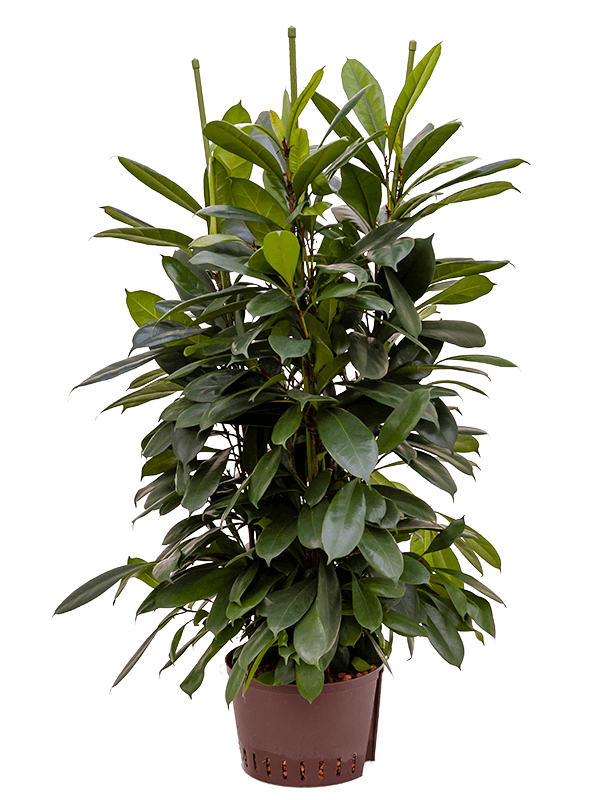 Ficus cyathistipula
