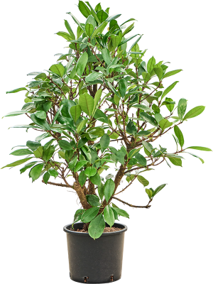 Ficus cyathistipula