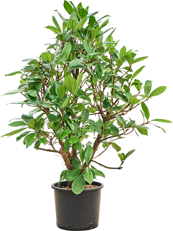 Ficus cyathistipula
