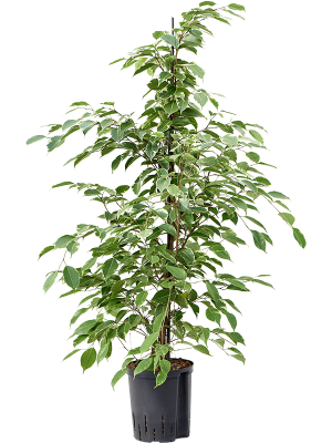 Ficus benjamina 'Golden king'