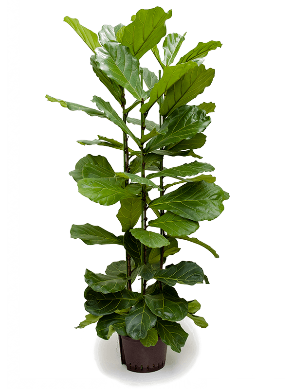 Ficus lyrata