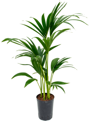 Kentia (Howea) forsteriana