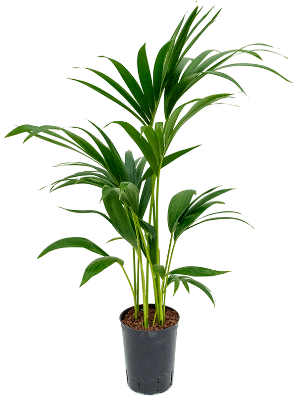 Kentia (Howea) forsteriana