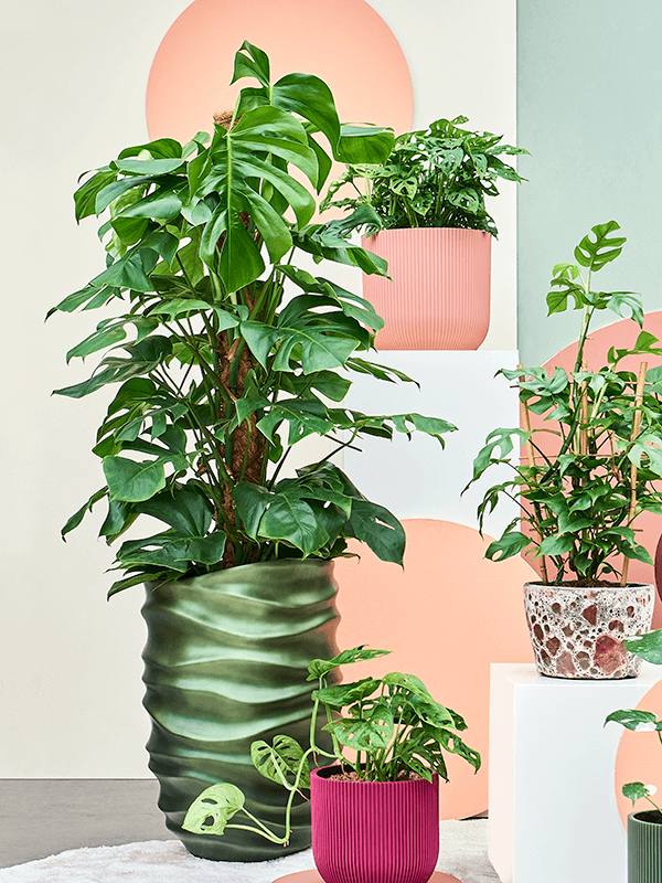 Monstera deliciosa