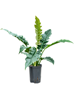 Philodendron selloum 'Narrow'