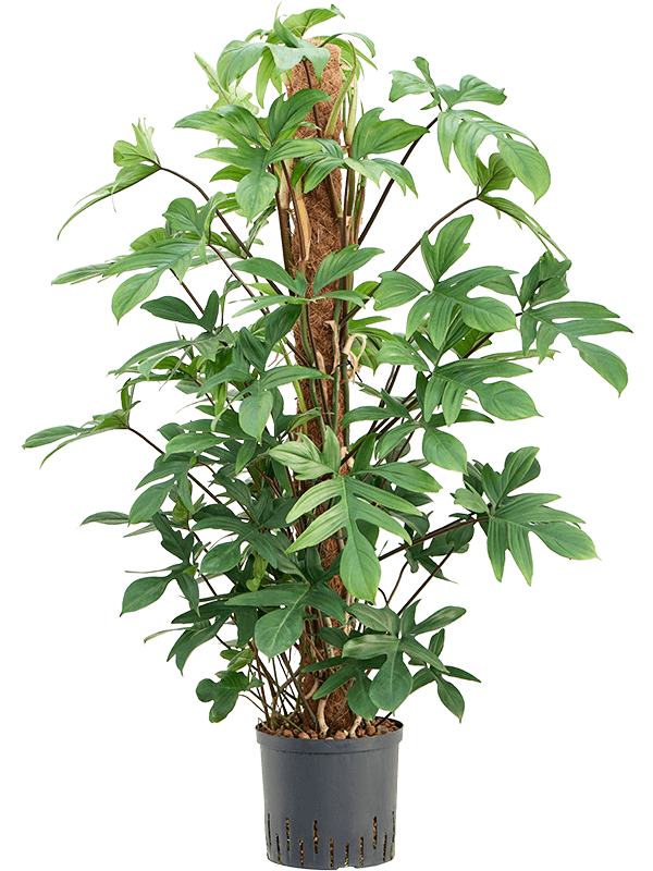 Philodendron pedatum