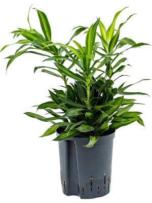 Pleomele (Dracaena) reflexa 'Song of Jamaica'