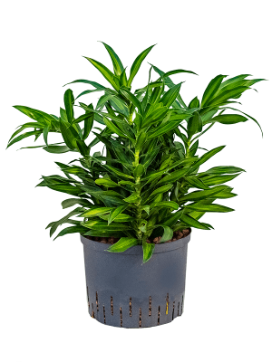 Pleomele (Dracaena) reflexa 'Song of Jamaica'