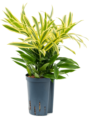 Pleomele (Dracaena) reflexa 'Song of Sri Lanka'