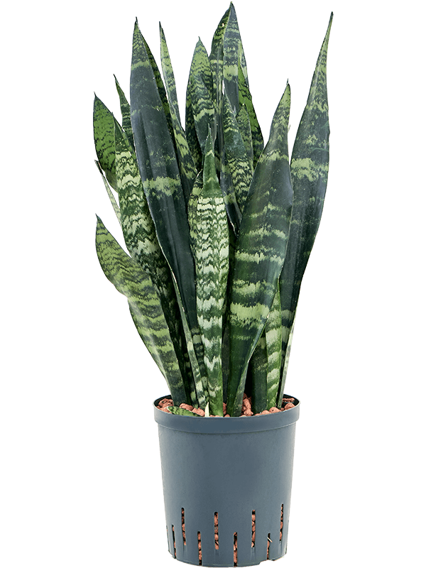 Sansevieria trifasciata 'Black Coral'