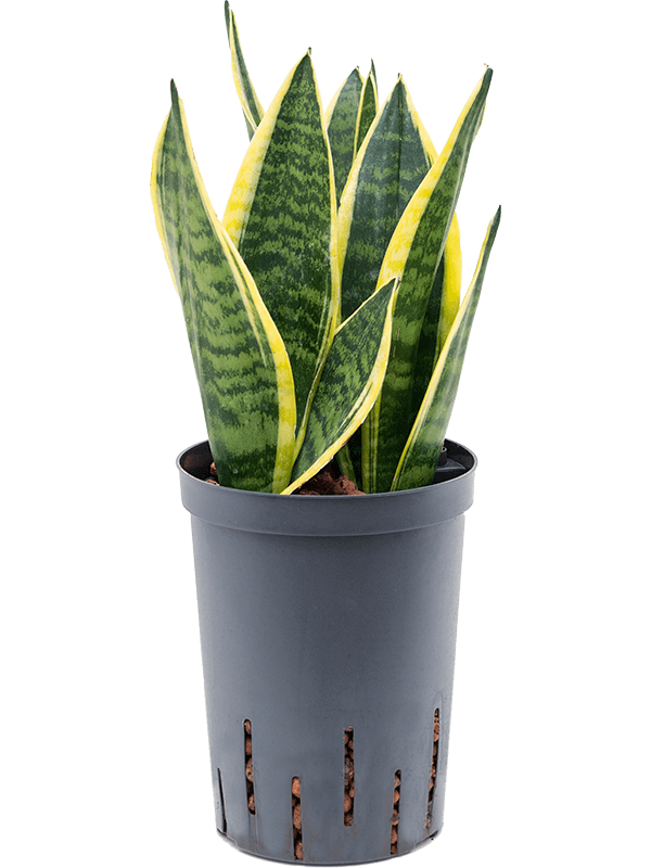 Sansevieria trifasciata 'Futura Superba'