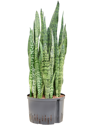 Sansevieria zeylanica