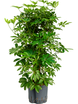 Schefflera arboricola 'Compacta'
