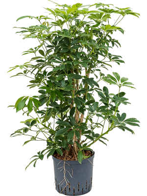 Schefflera arboricola 'Compacta'
