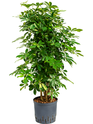 Schefflera arboricola 'Gold Capella'