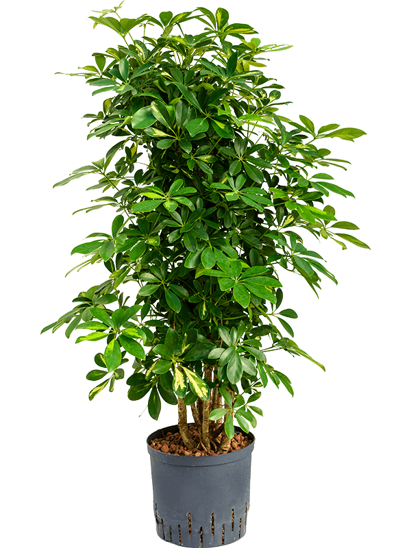 Schefflera arboricola 'Gold Capella'
