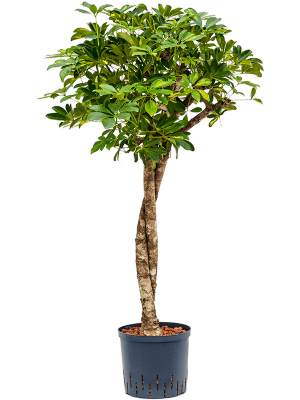 Schefflera arboricola 'Gold Capella'