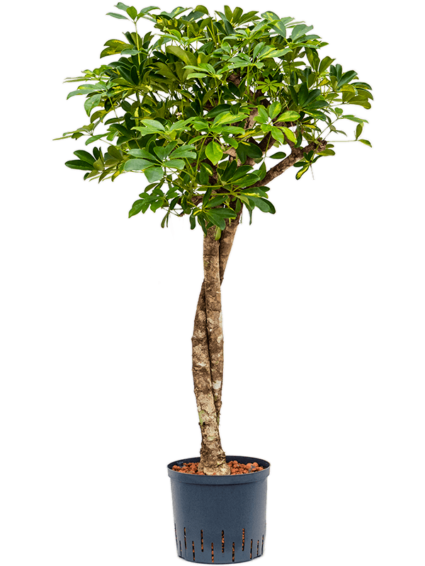 Schefflera arboricola 'Gold Capella'