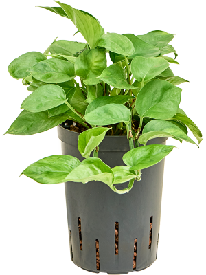 Scindapsus (Epipremnum) 'Manjula Green'