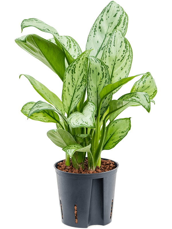 Aglaonema 'Christina'