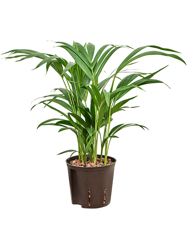 Dypsis (Areca) lutescens