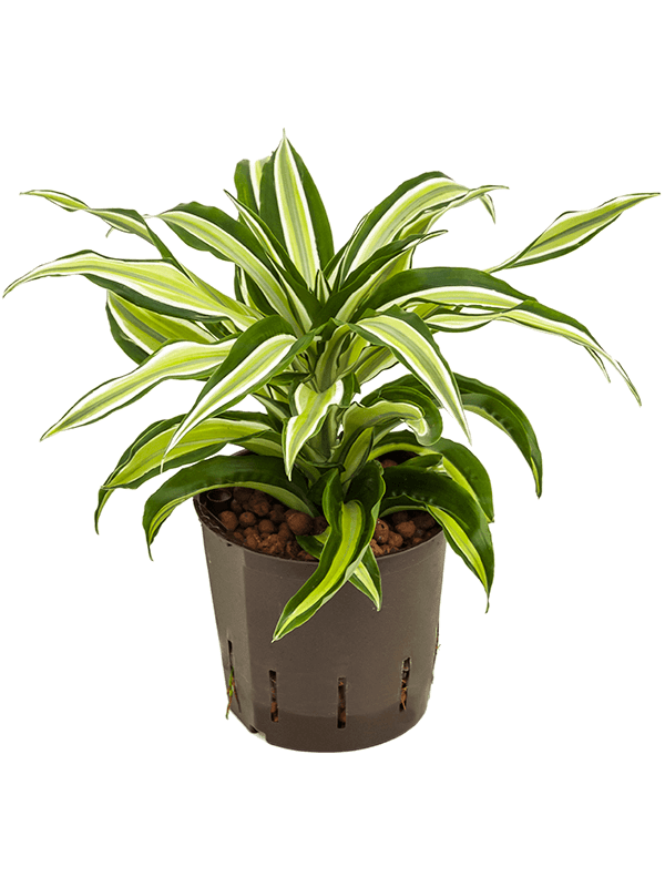 Dracaena fragrans 'Malaika'